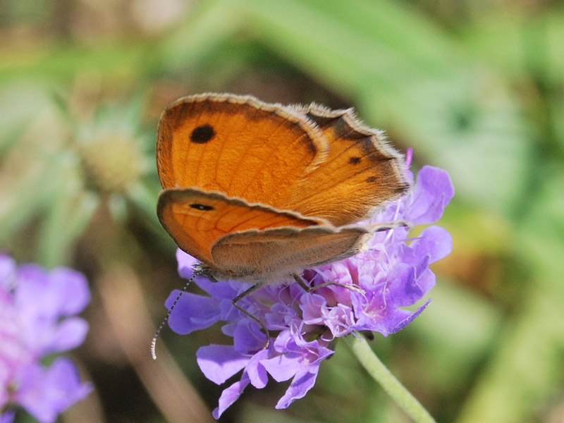 Ancora una Coenonympha pamphilus